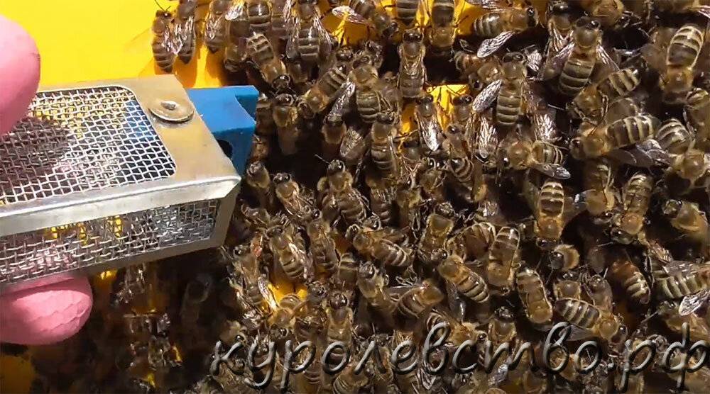 Осиротевшие семьи - пчеловодство для начинающих, мёд, пчела, воск, улей, прополис, перга.