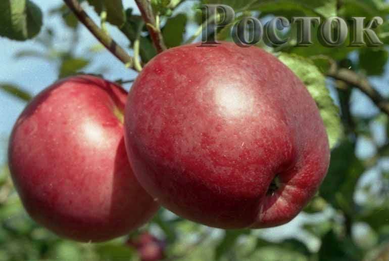 Яблоня июльское черненко: описание сорта, фото, отзывы