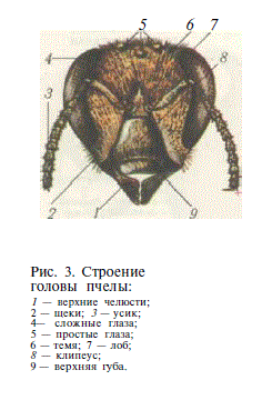 Общее строение пчелы