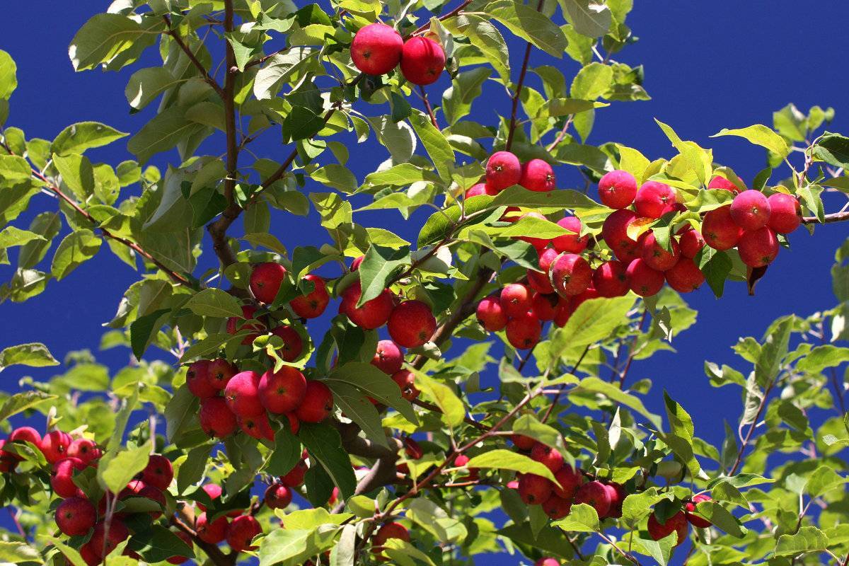 Яблоки райские: описание сортов, прлюсы и минусы, как вырастить яблоню