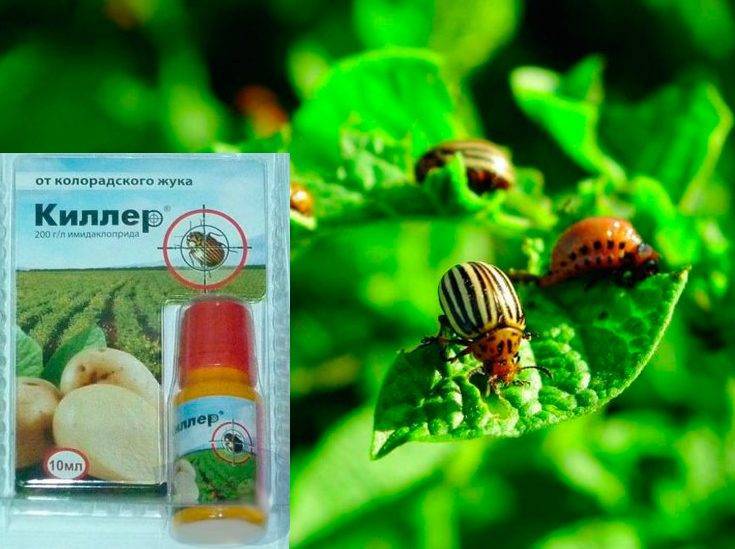 Инструкция по применению корадо от колорадского жука. как правильно применять препарат корадо от колорадского жука