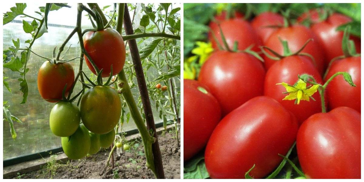Лучшие сорта томатов для маринования, засолки и консервирования, фото отзывы