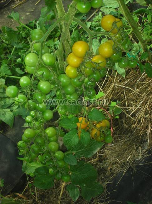 Особенности выращивания, характеристика и описание сорта помидор чио чио сан