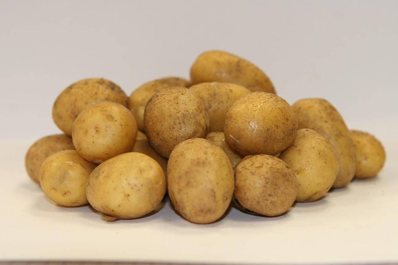 Картофель латона: характеристика и описание сорта, урожайность с фото
