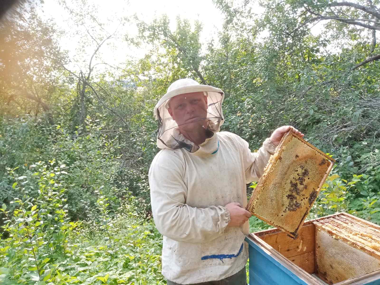 Чем пользуется пчеловод для усмирения пчёл во время осмотра их гнёзд