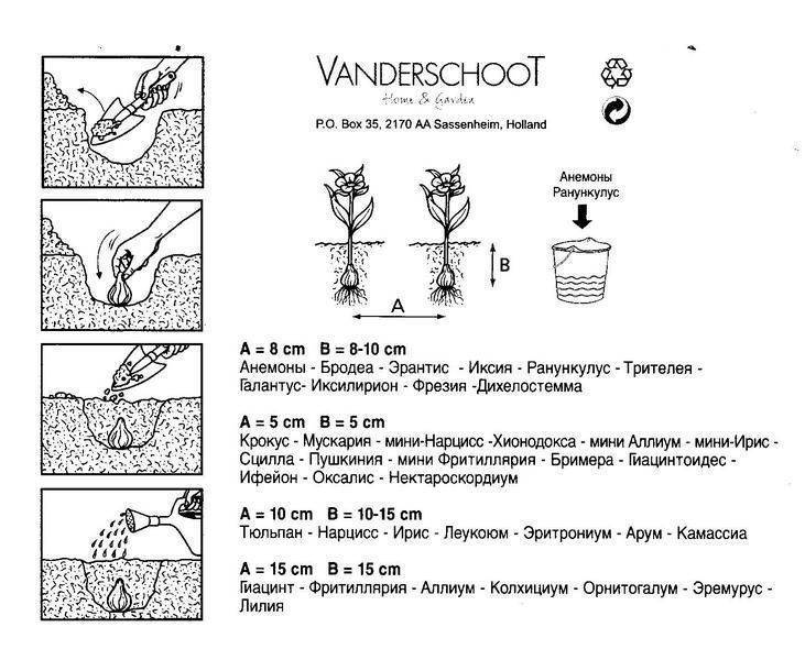 Схема высадки гладиолусов