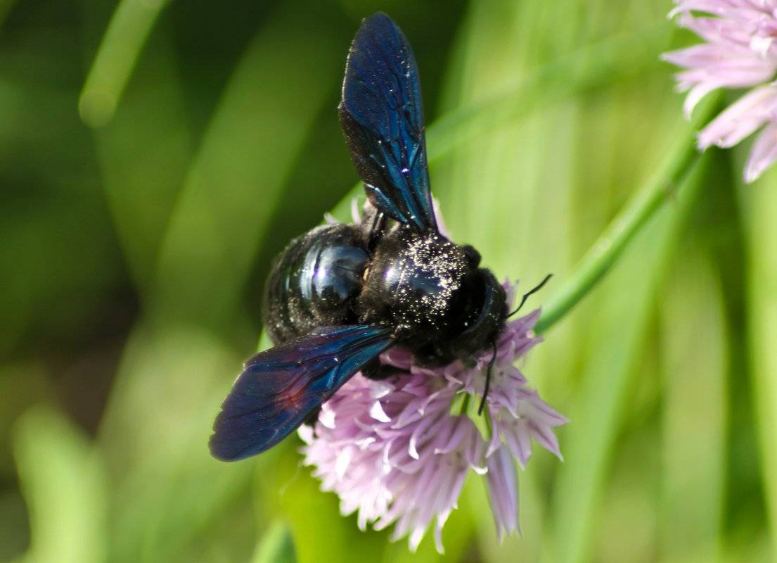 Пчела-плотник: описание и виды черных пчел