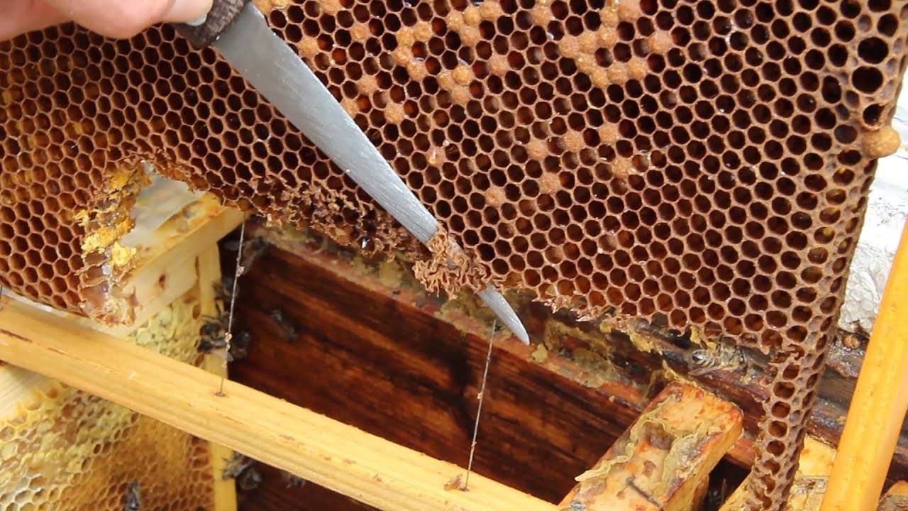 Замена маток в семьях пчел.как часто стоит проводить замену.