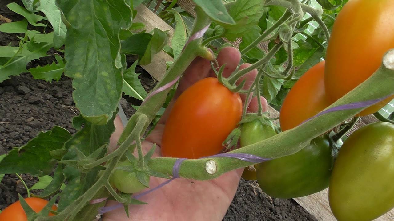 Томат золотое руно: фото и отзывы, описание и характеристика сорта оранжевых помидоров, выращивание, посадка и уход, урожайность