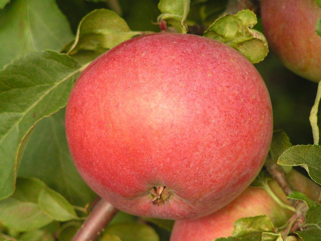Белорусские сорта яблонь: летние, зимние, осенние, поздние, карликовые