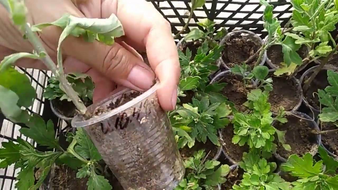 Размножение хризантемы черенками: как заготовить, как ухаживать