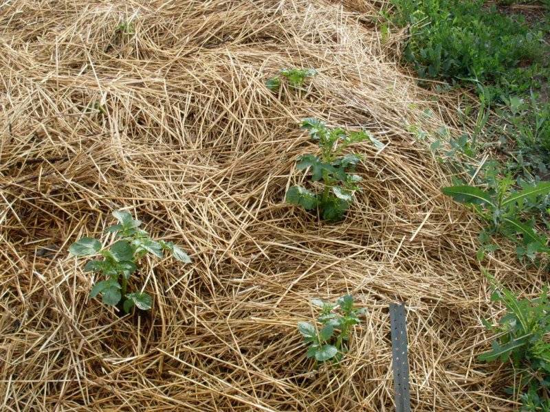 Посадка картофеля под солому или сено: как и когда сажать, выращивание и уход
