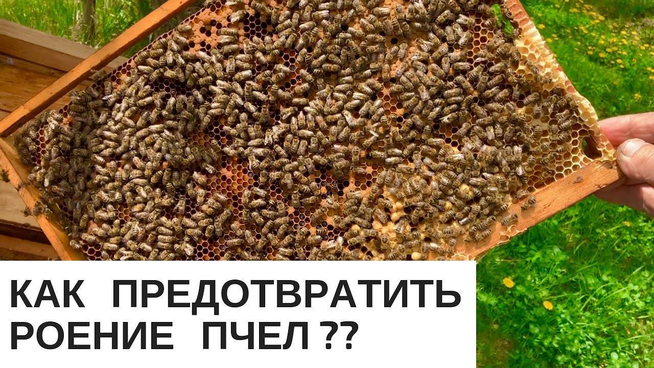 Как предотвратить роение пчел? - биокорова