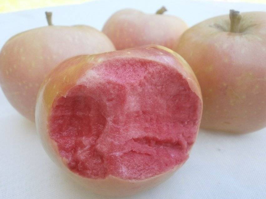 Розовые яблоки: обзор и описание необычных сортов