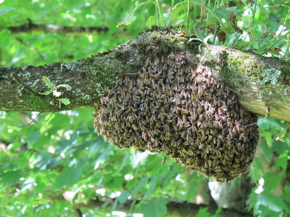 Роение пчел: работа с роями, признаки, как остановить, причины и борьба с роями