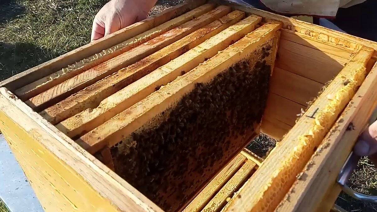Что такое отводок пчел и как его сделать |
