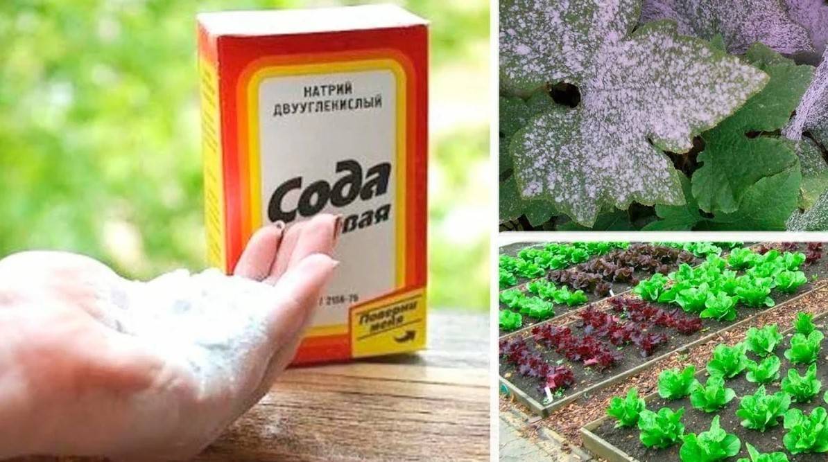 Сода в огороде - советы дачникам:  как применять от болезней и вредителей на растениях, как раскислить почву пищевой содой