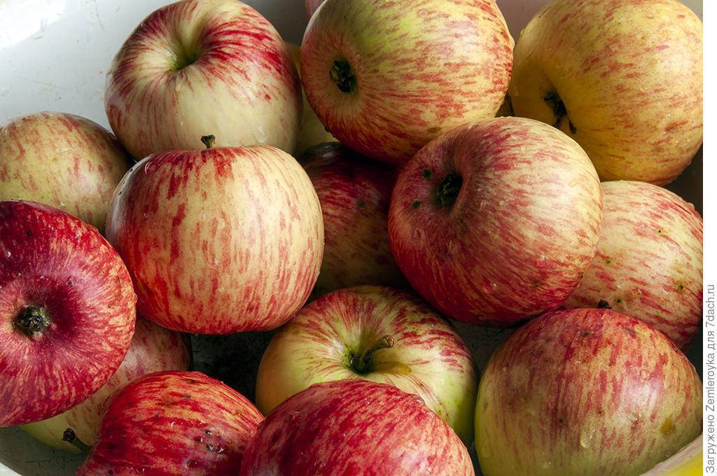 Описание сорта яблок штрейфлинг