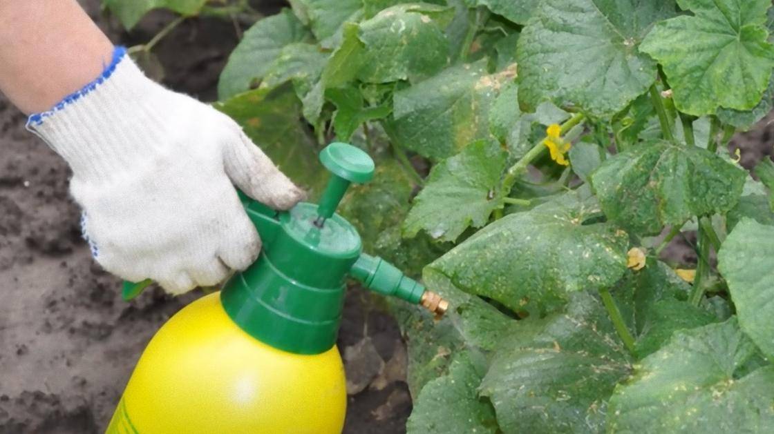 Подкормка рассады луковой шелухой - удобрение для огородных, садовых и комнатных растений может значительно улучшить их состояние