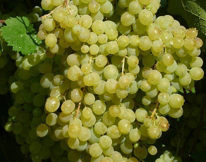 Виноград русбол мускатный: описание сорта, фото, отзывы и видео