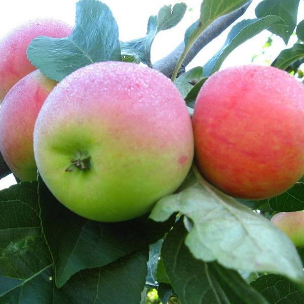 О яблоне свежесть: описание и характеристики сорта, посадка и уход