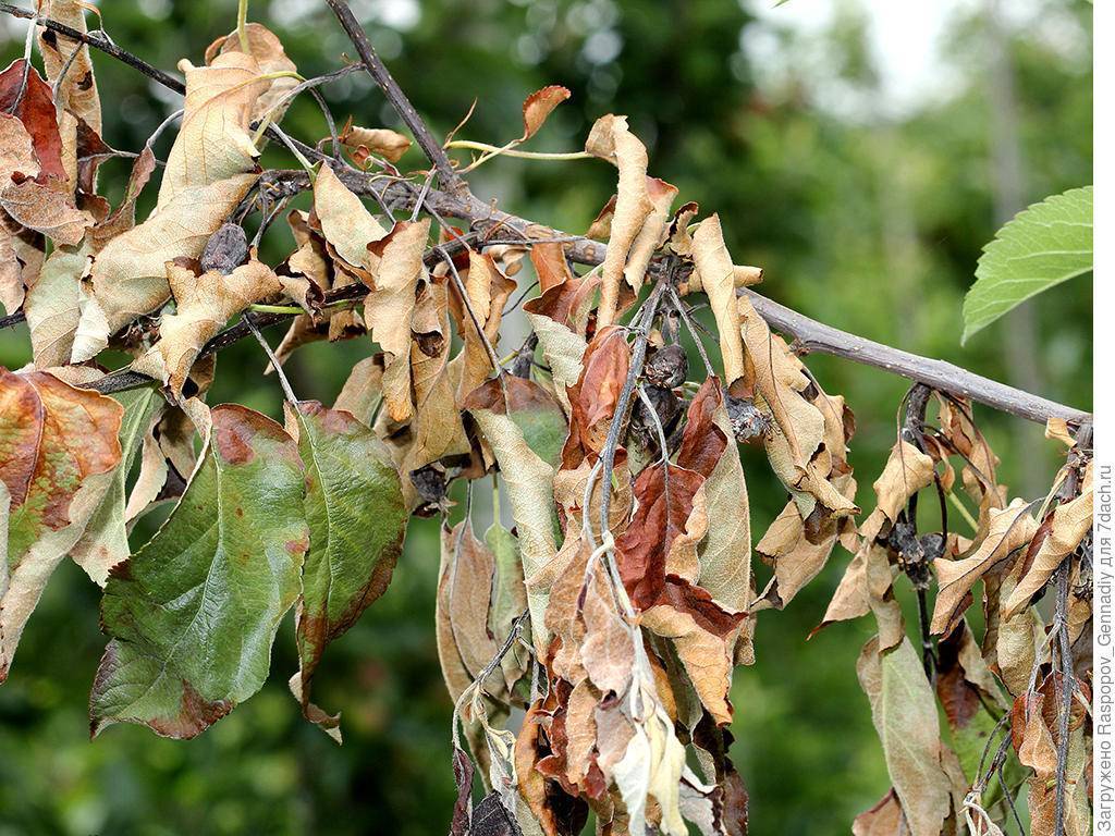 Болезни листьев яблони и борьба с ними: бактериальный ожог — лечение, антибиотики | tele4n.net