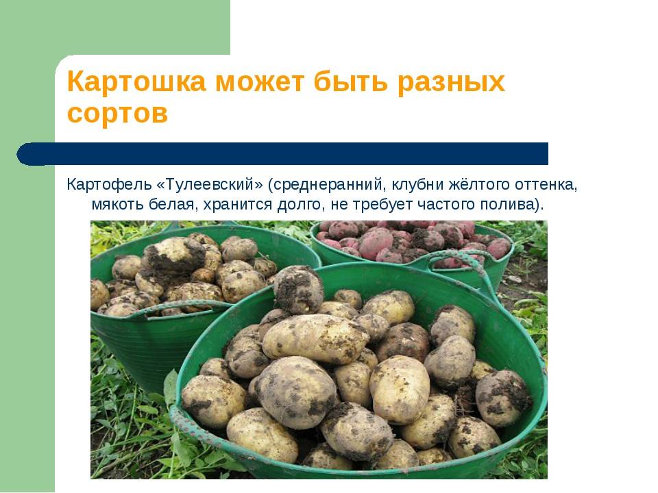Описание и характеристики сорта картофеля Тулеевский, выращивание и уход