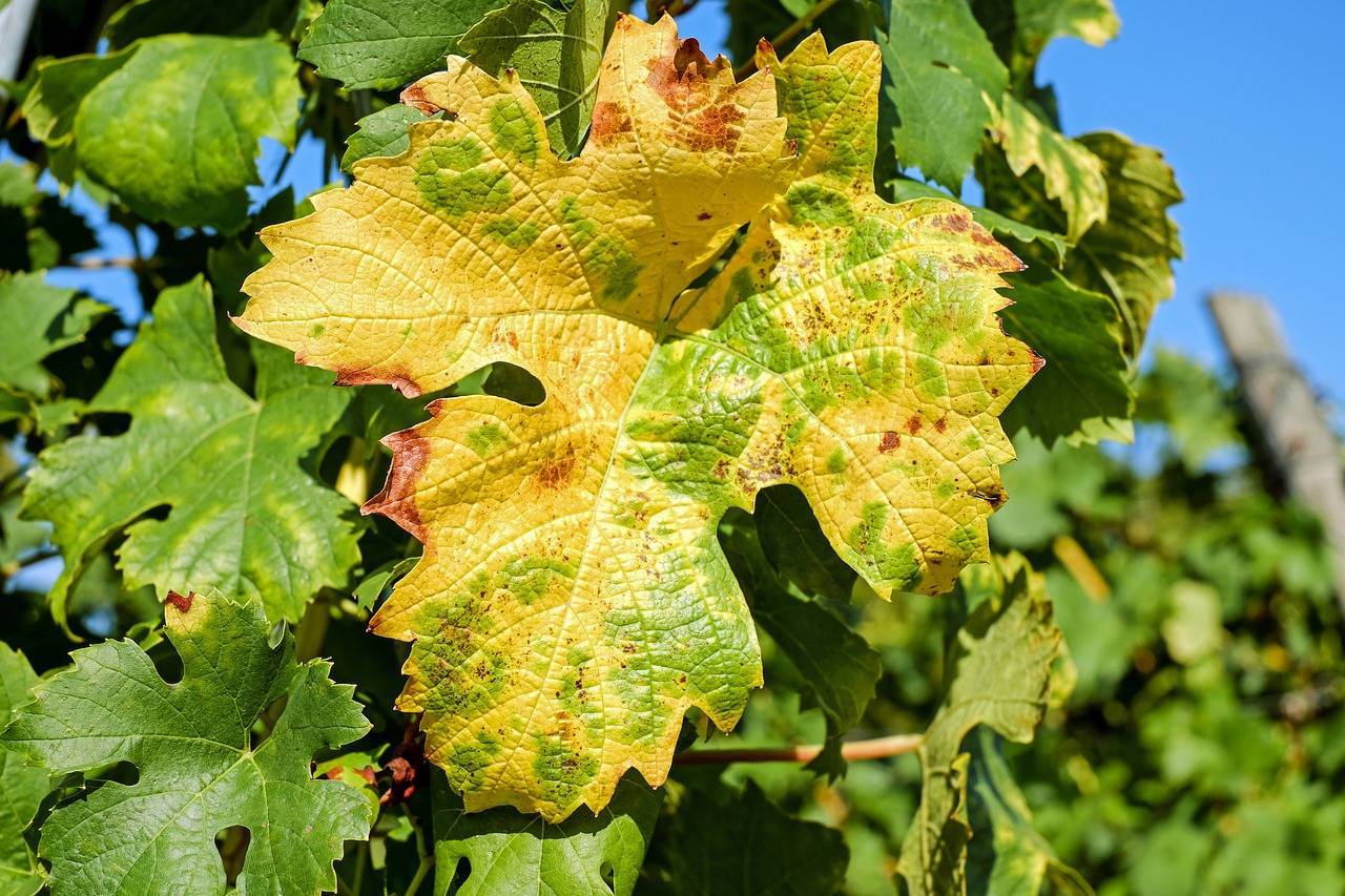 Желтеют и сохнут листья у винограда что делать, чем обработать