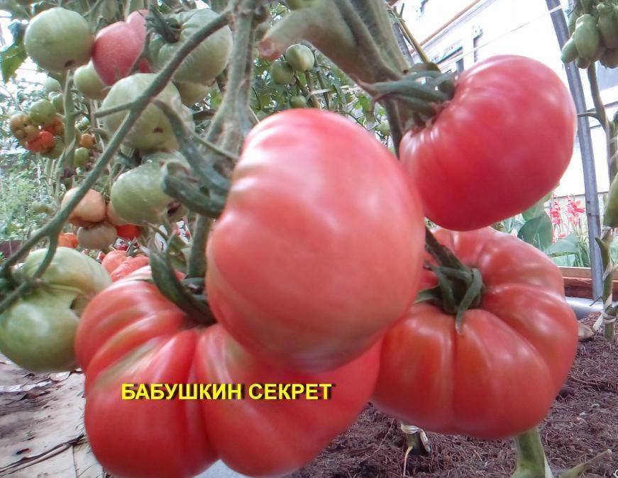 Томат бабушкин секрет: отзывы, фото, урожайность, описание и характеристика | tomatland.ru