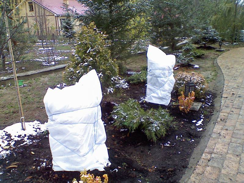 Как сохранить розмарин зимой в открытом грунте - садоводик