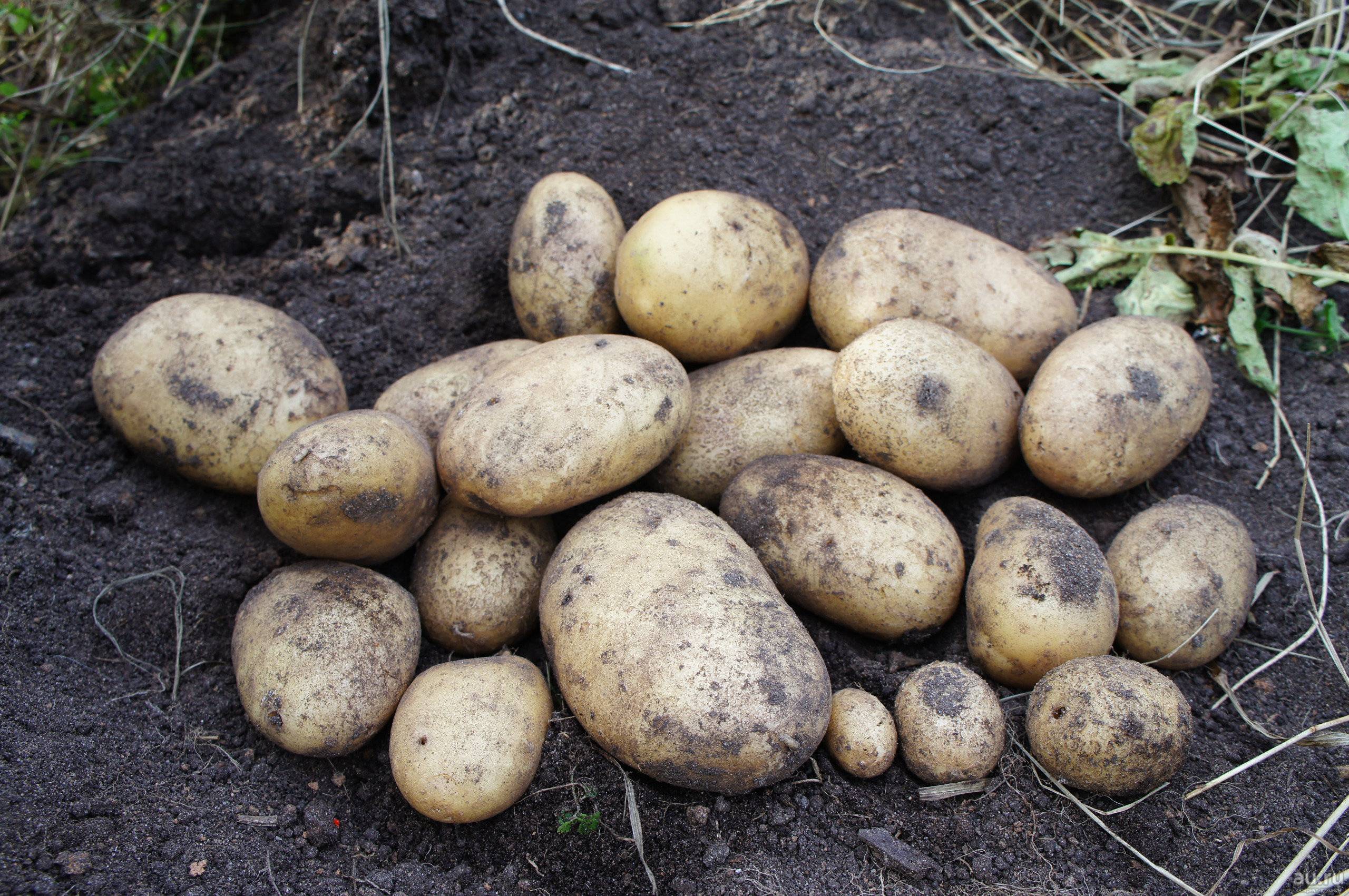 Как правильно выращивать картофель сорта адретта