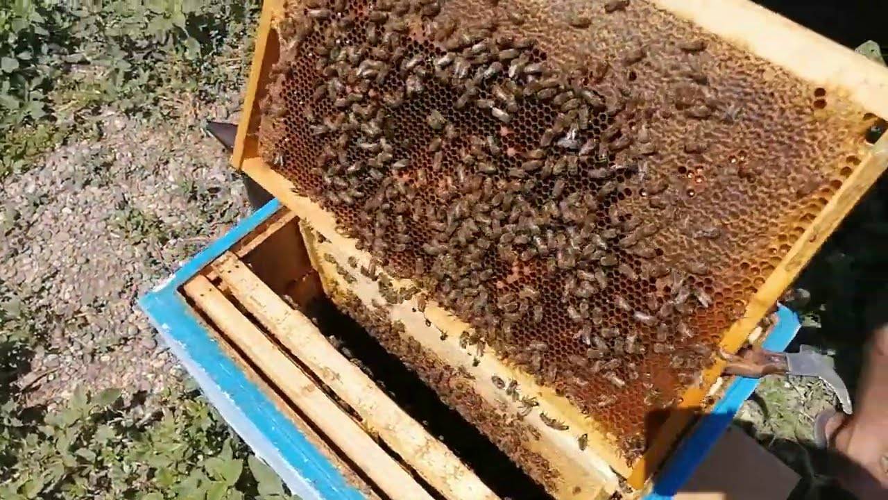 Осиротевшие семьи - пчеловодство для начинающих, мёд, пчела, воск, улей, прополис, перга.