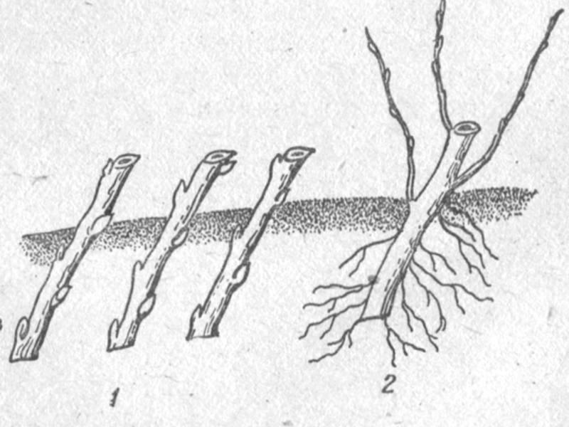 Черенкование черешни летом: как размножить дерево в домашних условиях, сроки для размножения черенками, как разводить черешню правильно