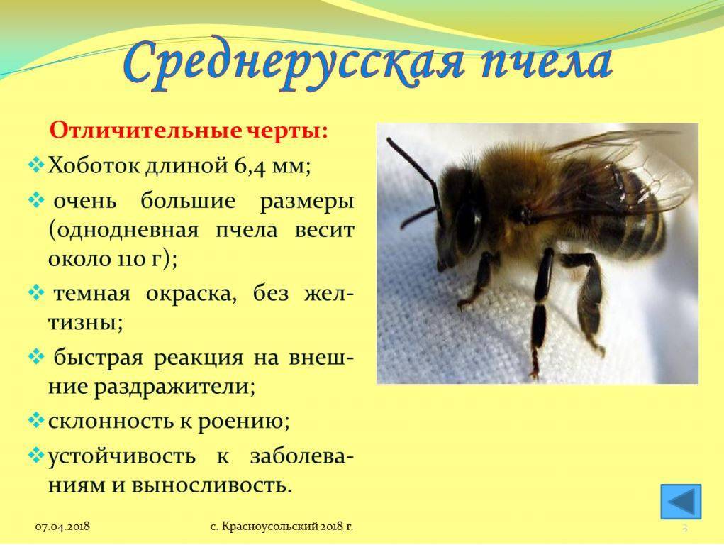 Среднерусская и карпатская порода пчел | аграрный сектор