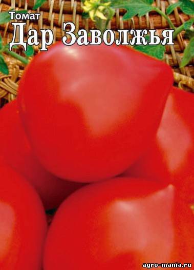 ᐉ томат "дар заволжья розовый": обзор вкусовых качеств и урожайности помидора - orensad198.ru