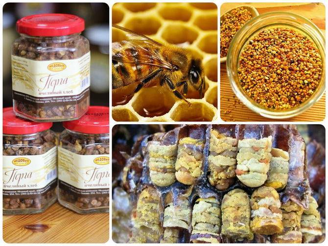 Перга пчелиная - полезные свойства и как принимать