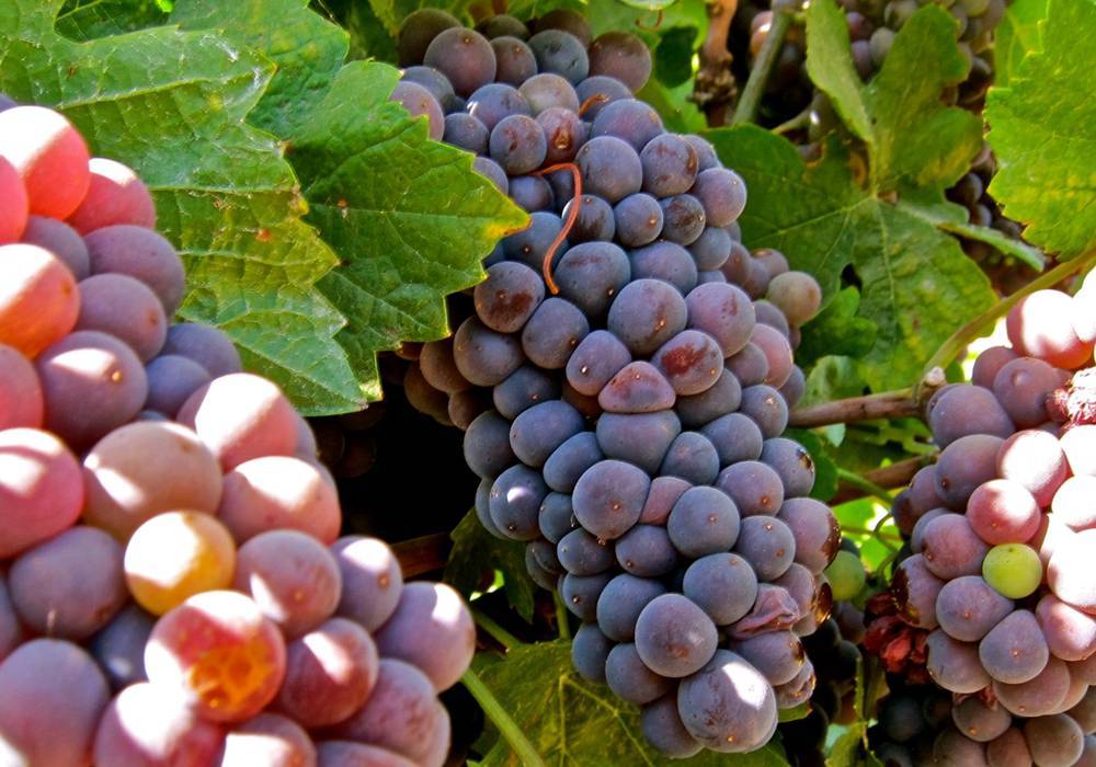 Вино пино гриджио (pinot grigio): описание, история, сорта винограда и правила употребления знаменитого итальянского напитка родом из франции
