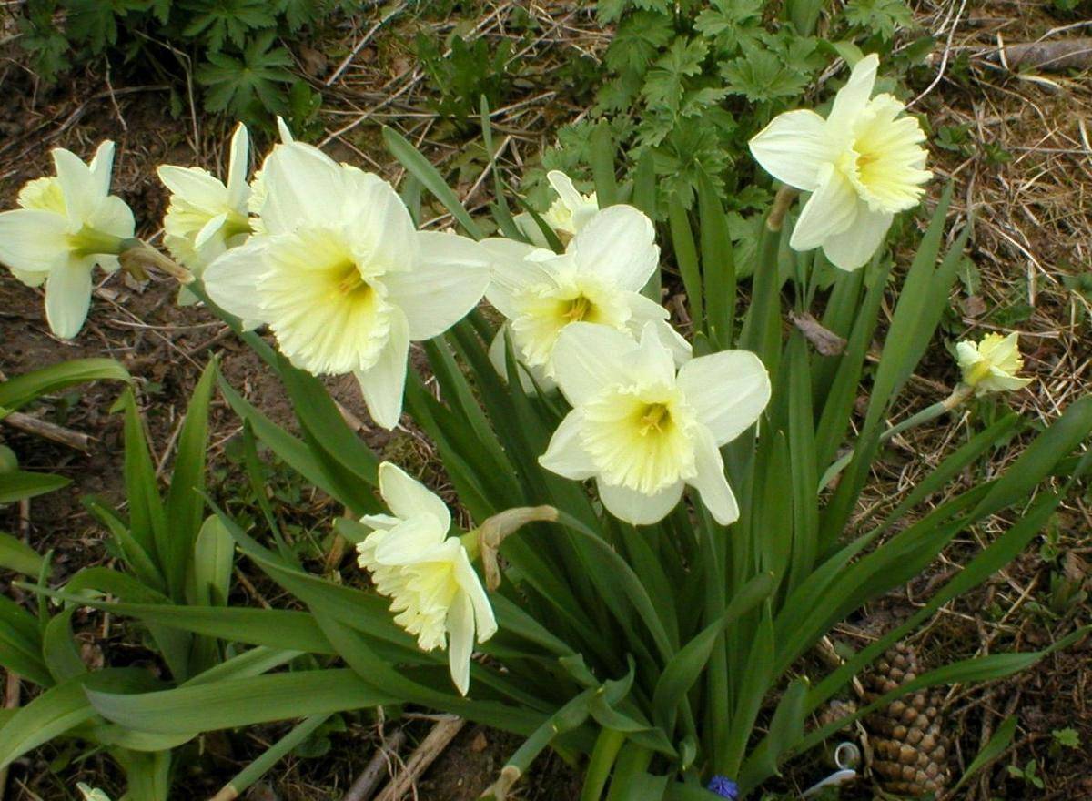 Нарциссы: посадка в открытом грунте и уход, выращивание в саду