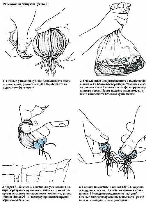 Как вырастить из детки лилии луковицу