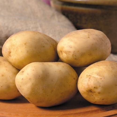 Описание и характеристика сорта картофеля бриз, правила посадки и ухода