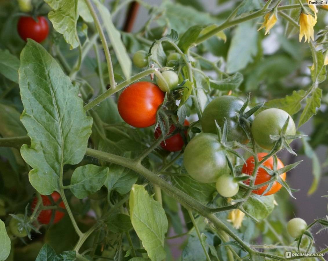 Семена лучших сортов томатов для ростовской области