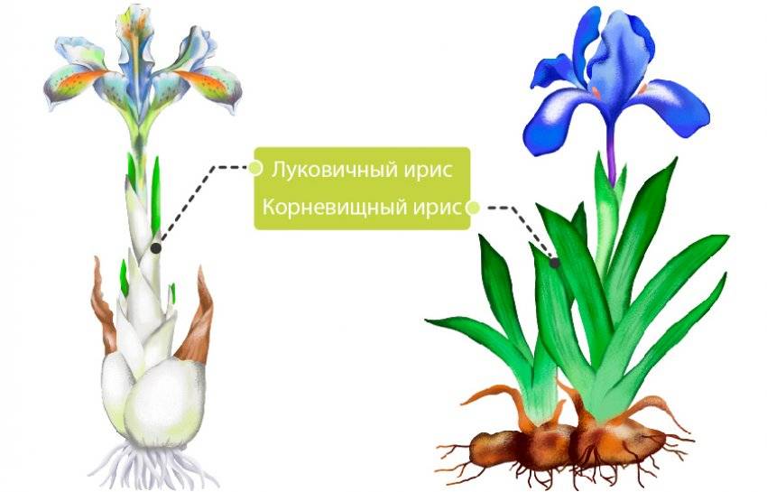 Ирис бородатый схема посадки