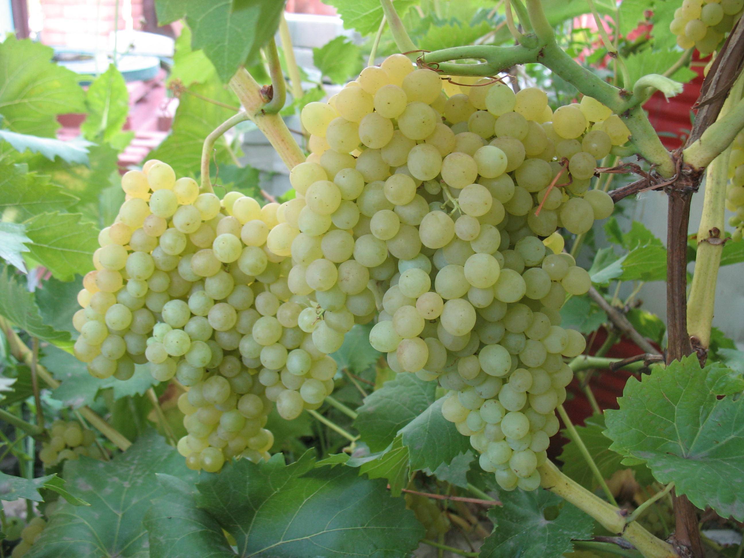 Виноград кишмиш 342: описание сорта, посадка и размножение