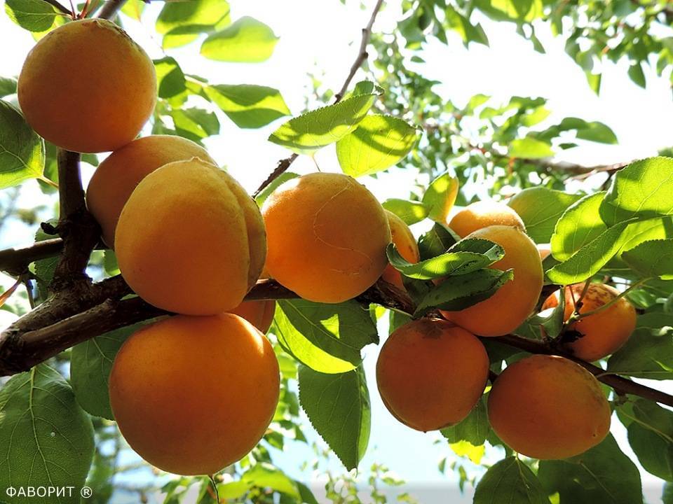 15 лучших сортов абрикосов для подмосковья