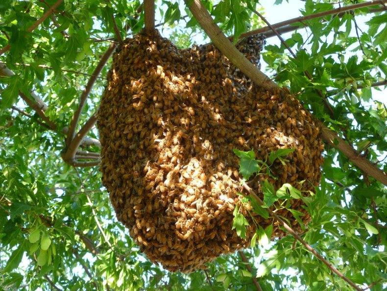 Виды и образ жизни диких пчел