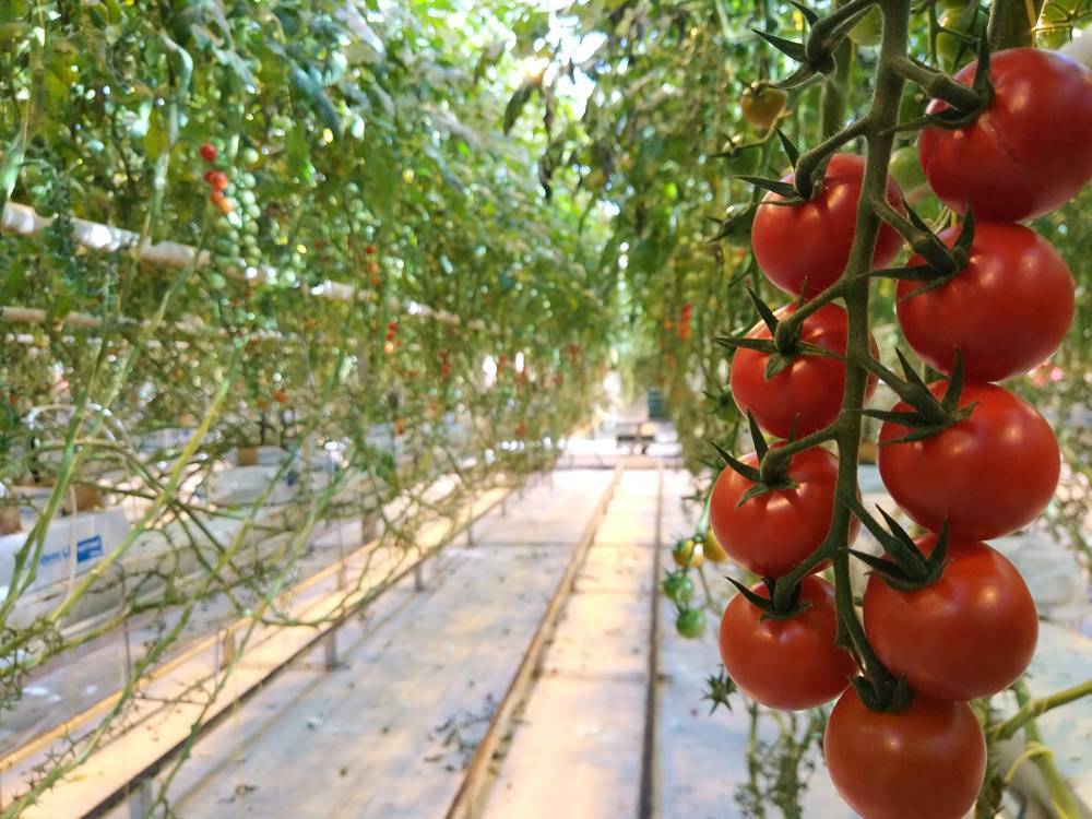 ✅ сорта томатов для гидропоники - питомник46.рф