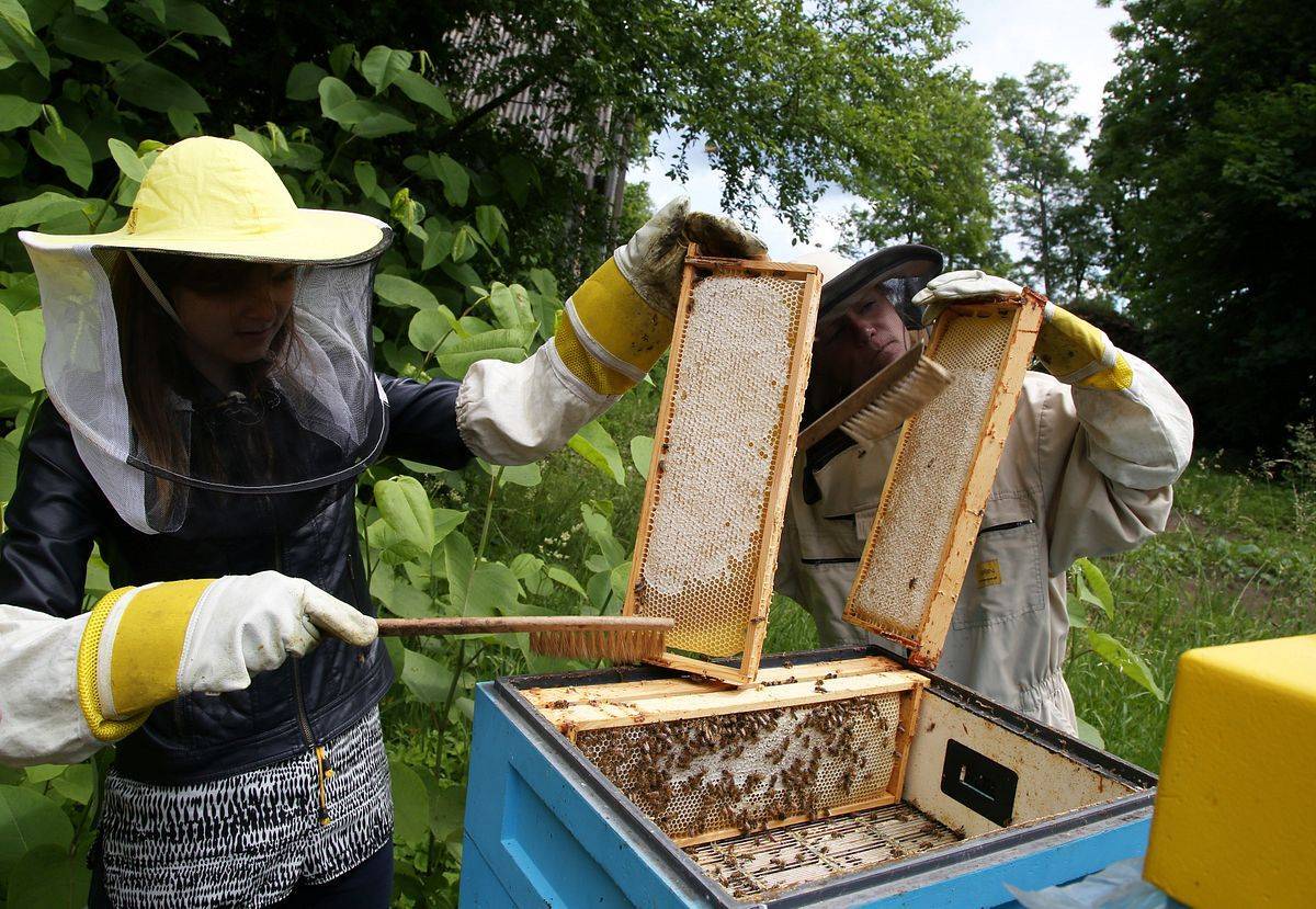 Пчеловодство в республике беларусь