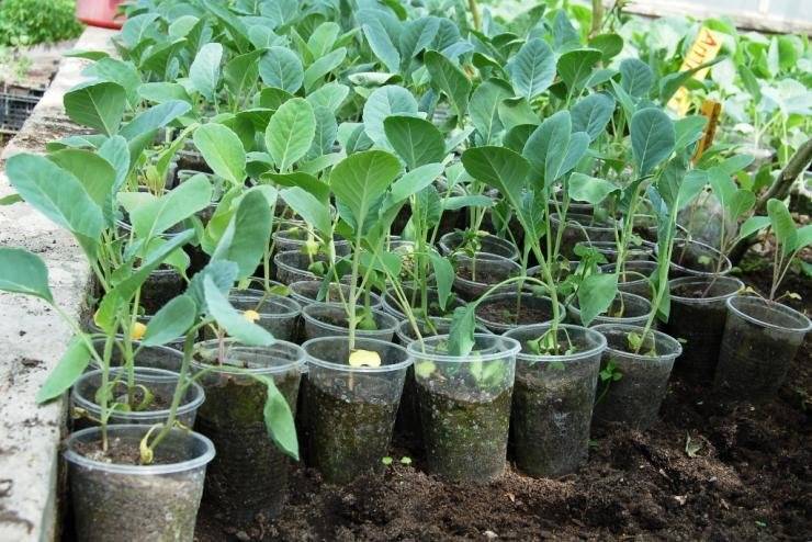 Как вырастить семена капусты в домашних условиях пошаговая инструкция