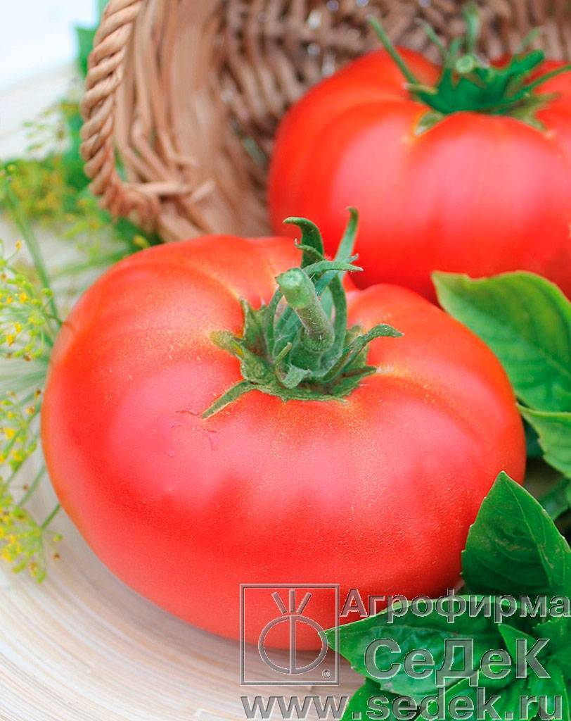 Сорт томатов ажур