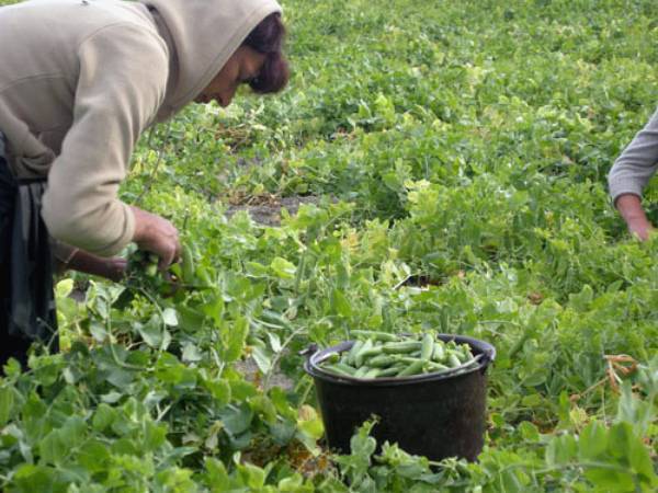 Урожай гороха: как правильно распорядиться с пользой для себя | огородники